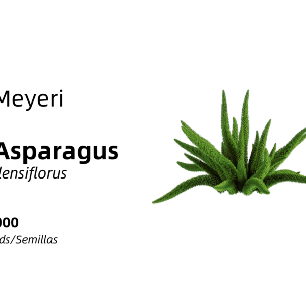 Asparagus densiflorus - Meyeri 1,000 seeds