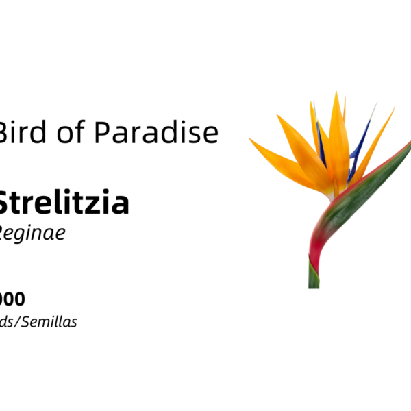 Strelitzia reginae - Bird of Paradise 1,000 seeds